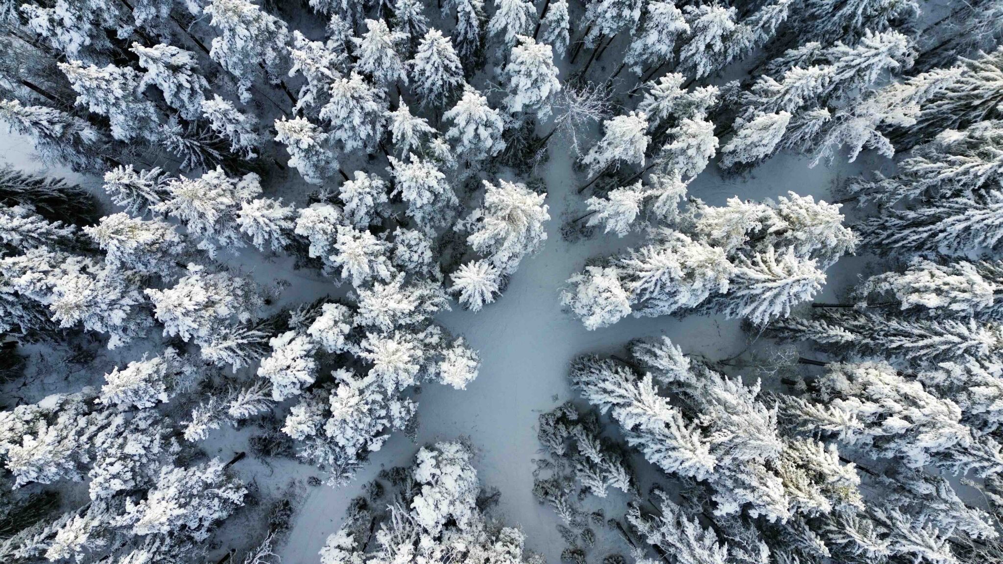 Stilte voor de storm - Zwarts in Zweden