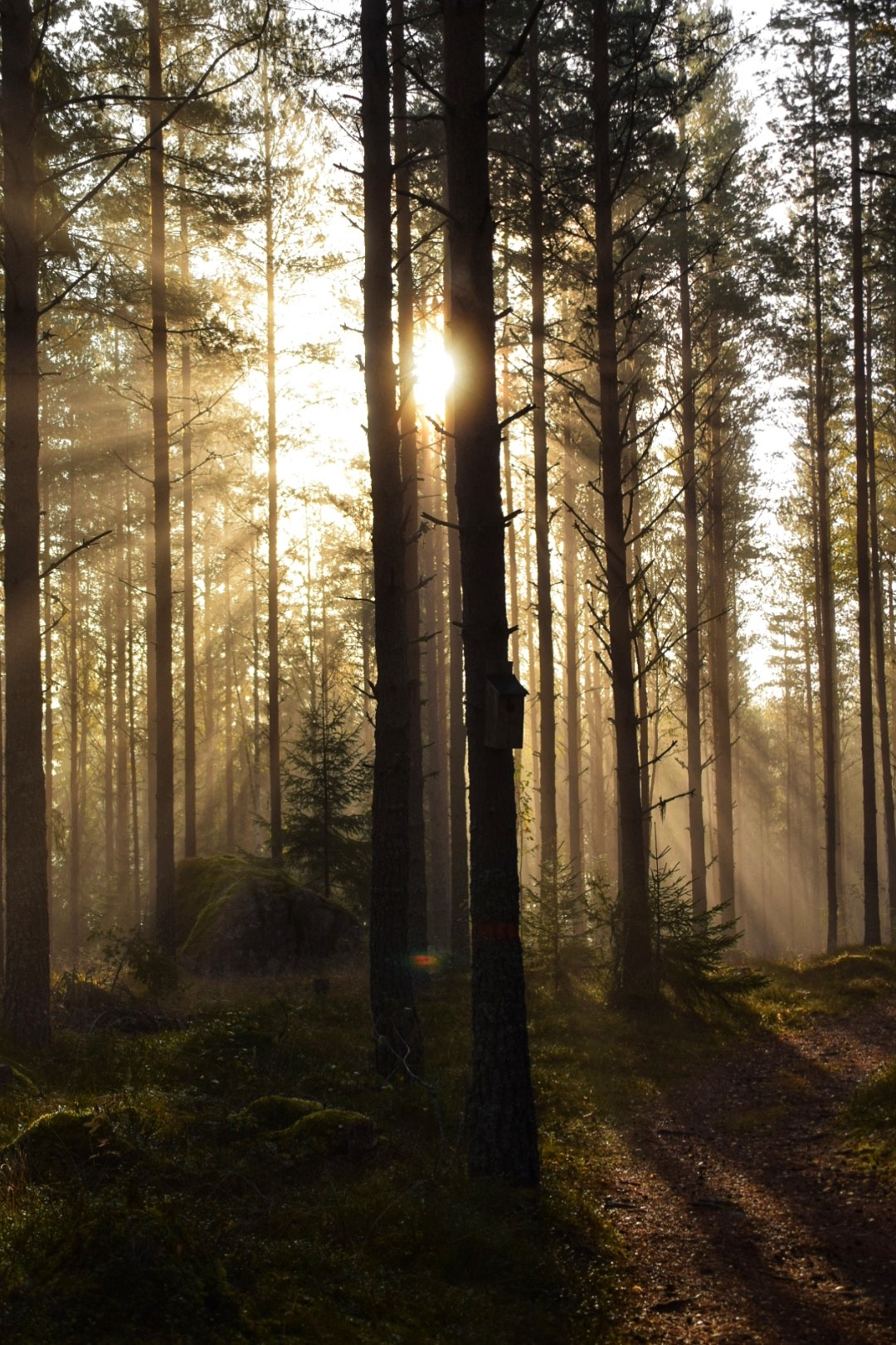 Zweden herfst