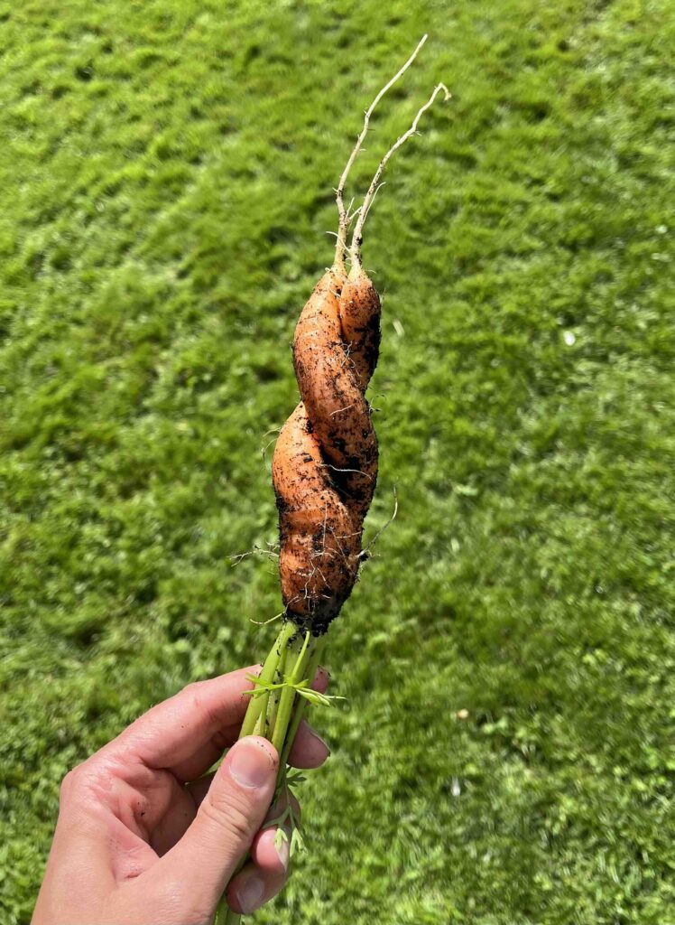 emigreren naar het buitenland