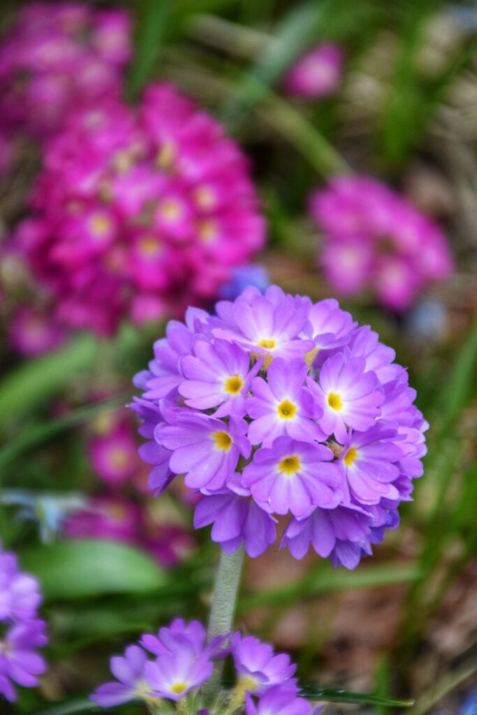 Bloemen in Zweden
