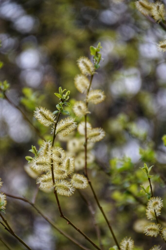 Lente in Zweden