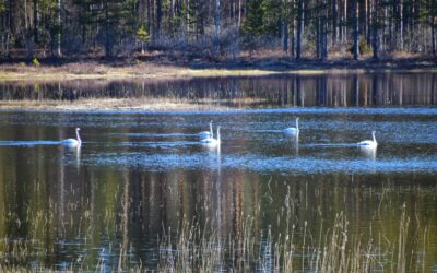 Lente in Zweden