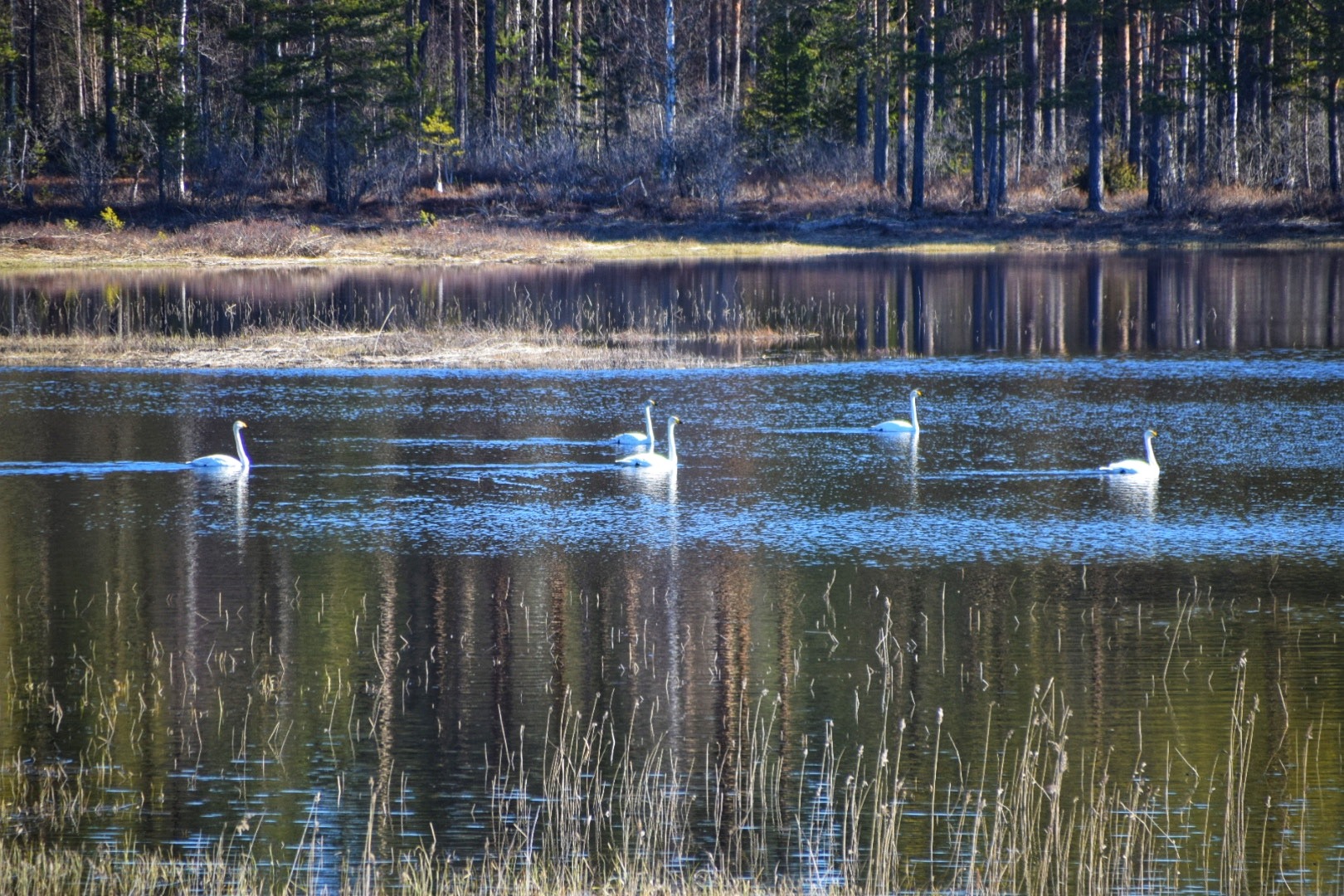 Lente in Zweden met wilde zwanen