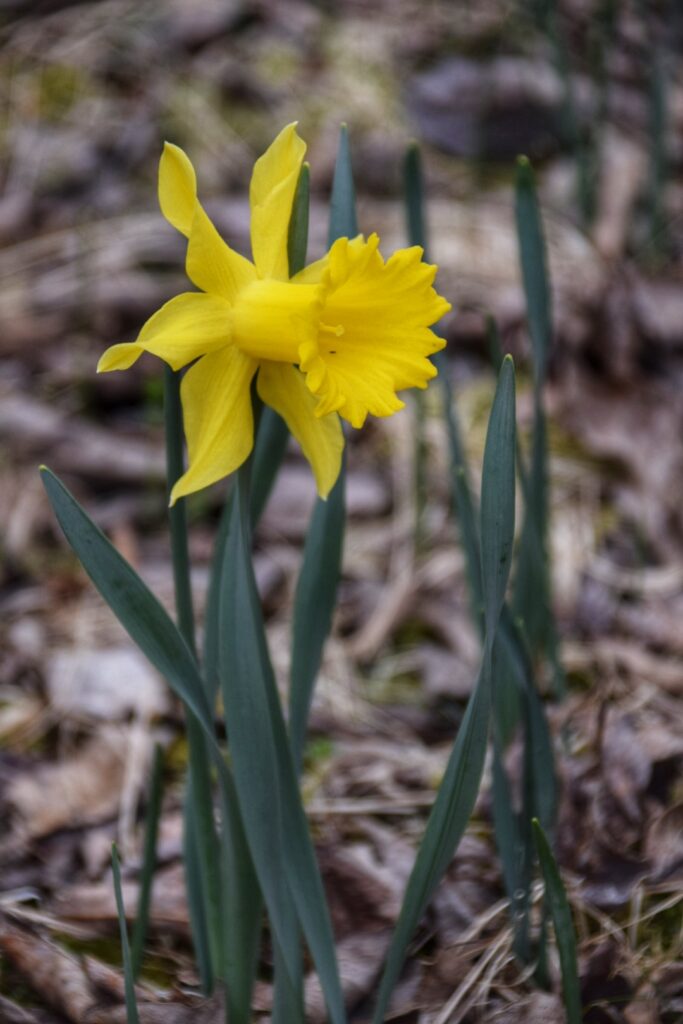 Narcis