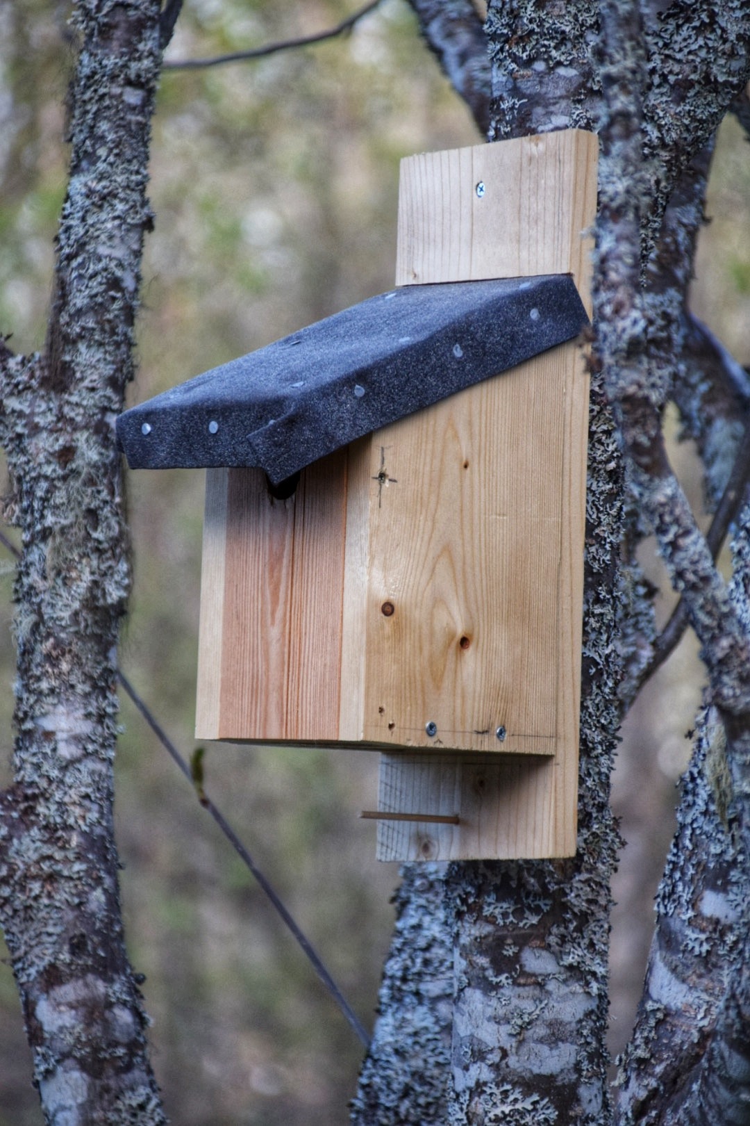 Vogelhuis in de boom in Zweden