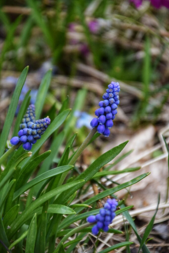 Zweedse lente