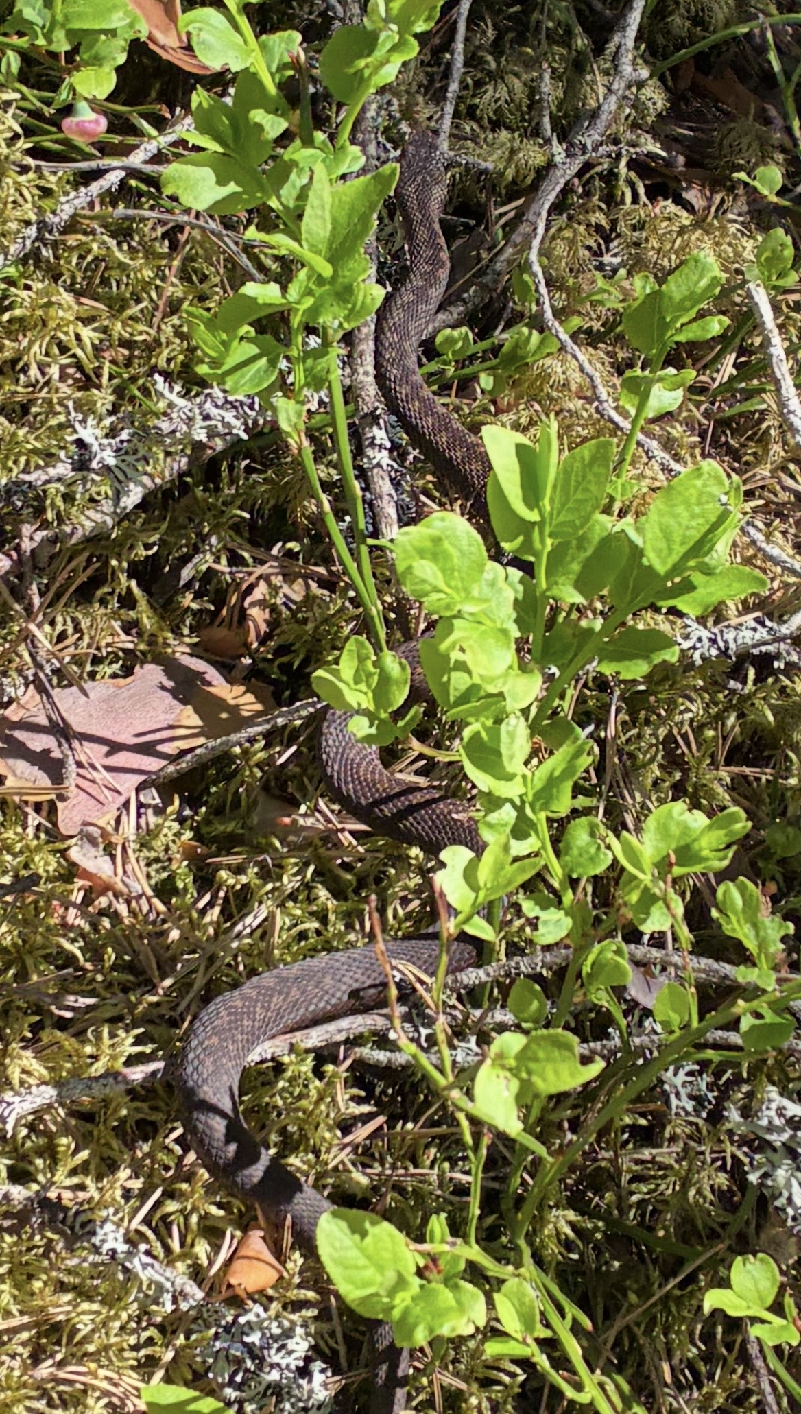 Adder in Zweden