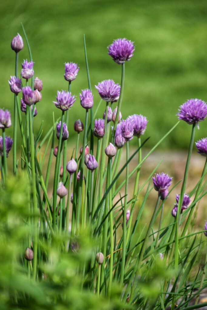 Zweedse moestuin