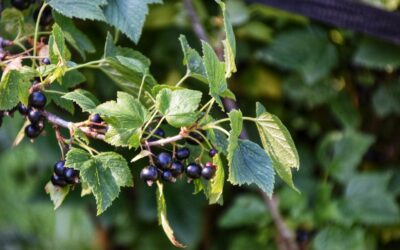 Een uitdagend jaar voor de moestuin in Zweden