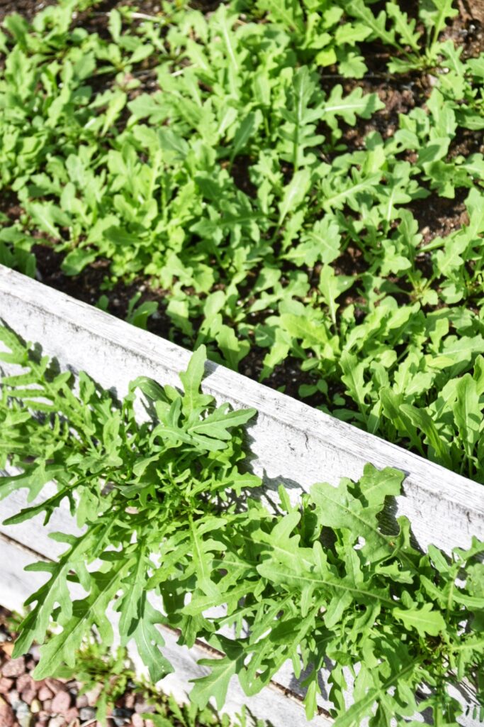Moestuin in Zweden