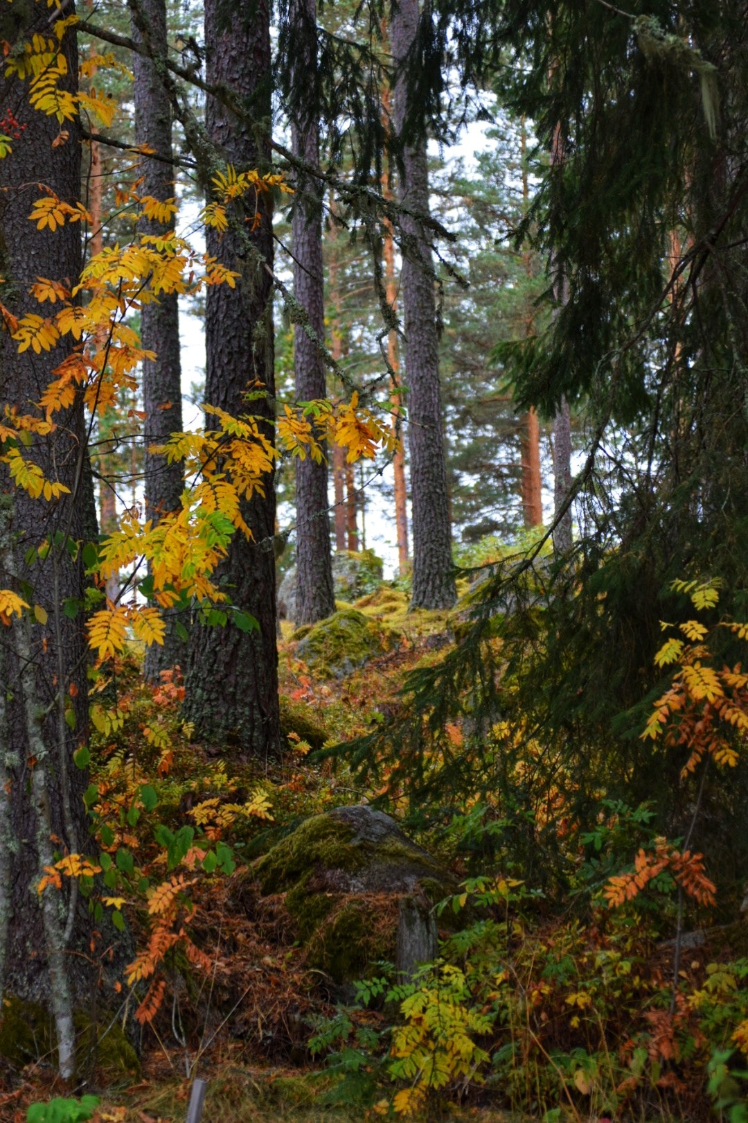 herfst in Zweden
