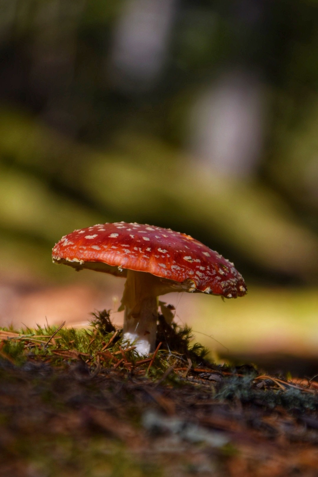 Zweedse herfst