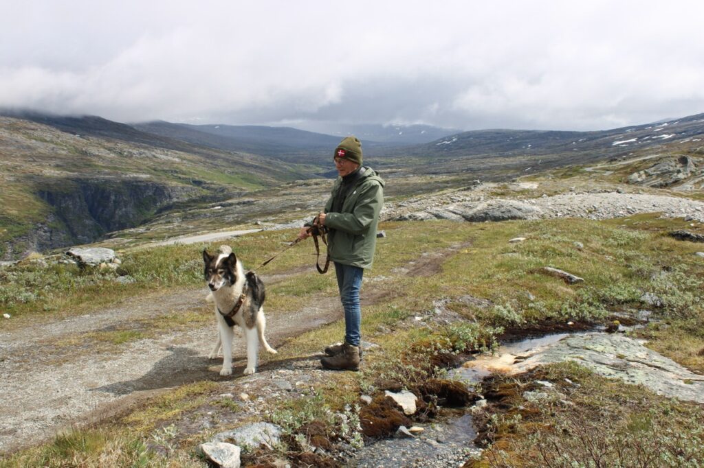 Groenlandse hond