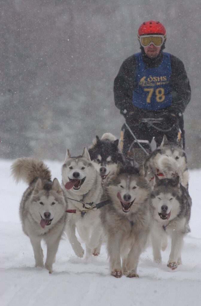 Husky safari in Zweden