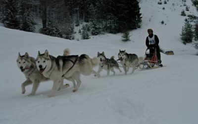 Sledehonden in Zweden – van oerwolf tot ultieme bucketlist-ervaring