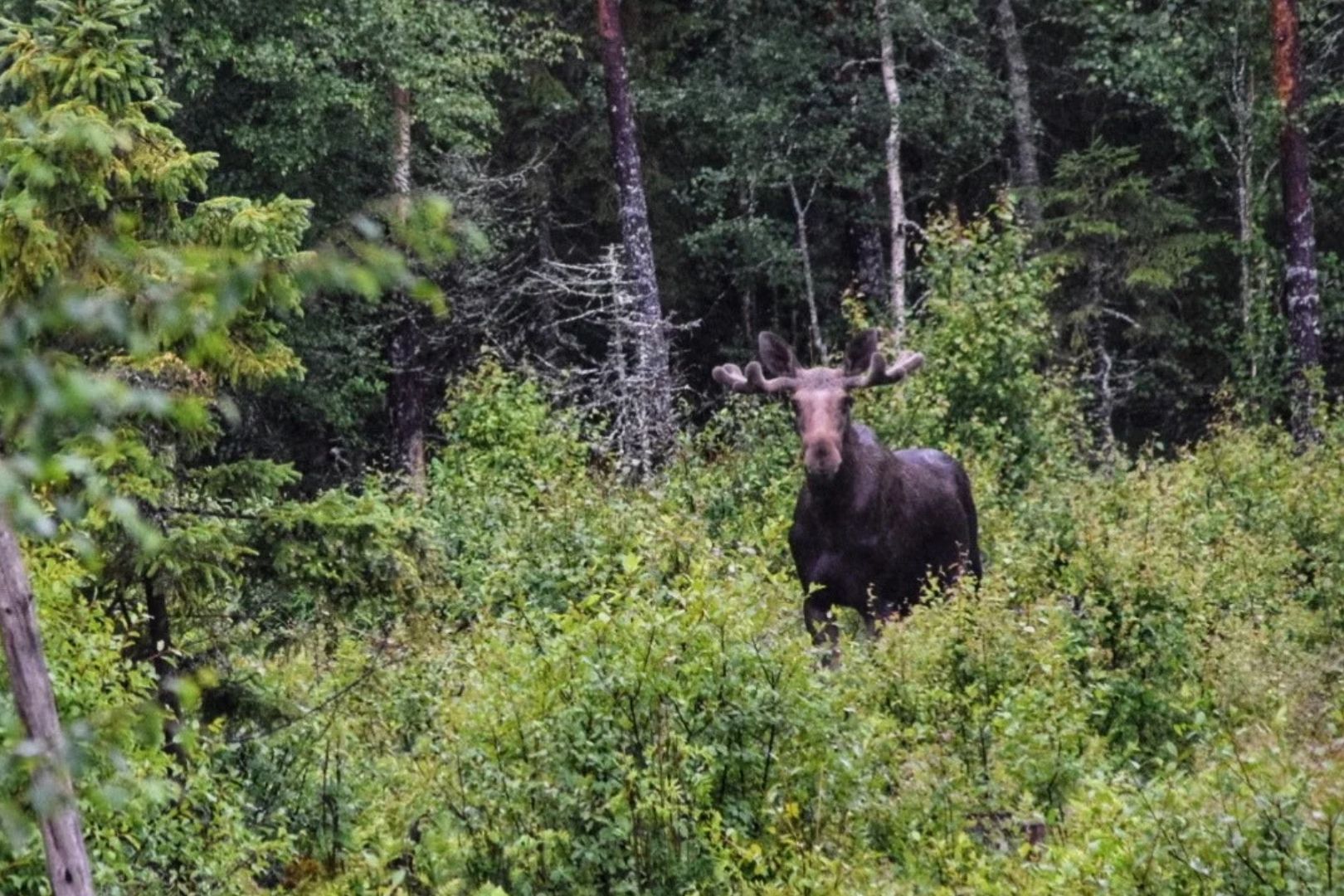 De Elandenjacht in Zweden Elandenjacht in Zweden