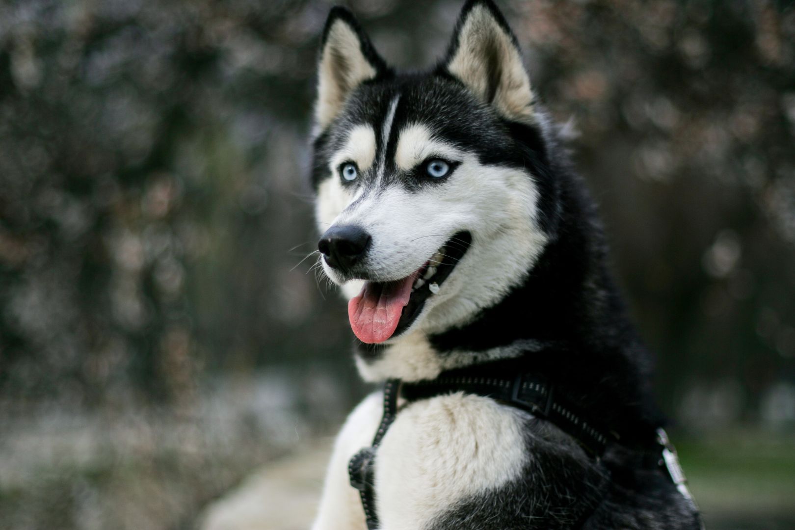 Siberische husky