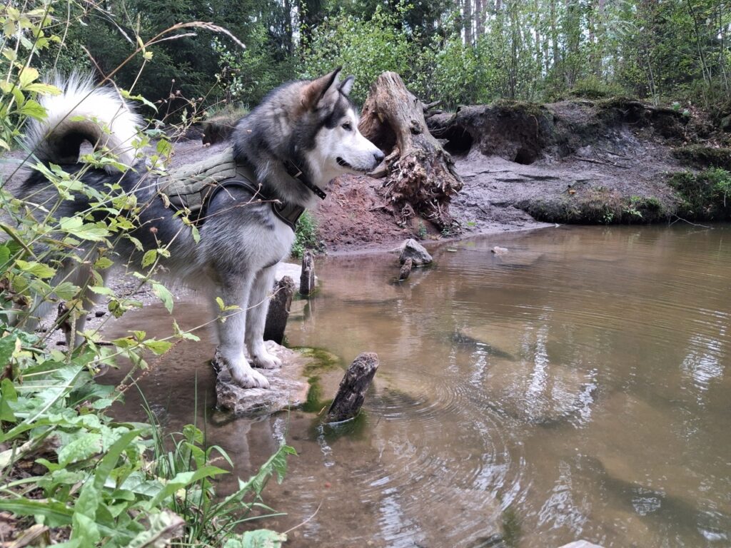 Alaskan Malamute